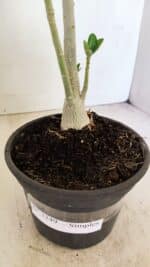 Planta Simples 3249 – 30cm – 02 anos - Imagem 7