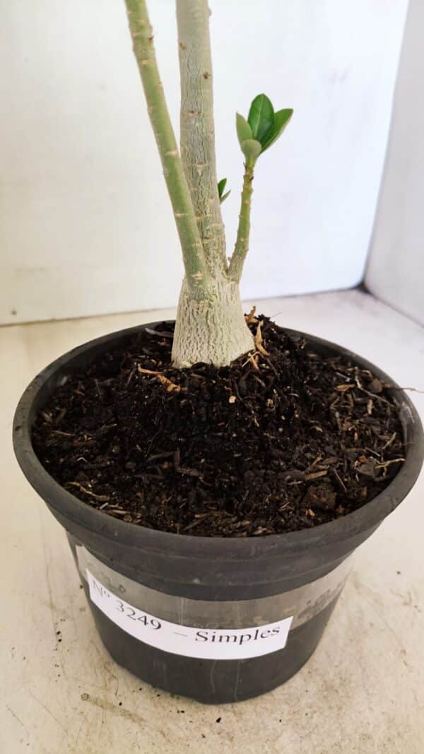 Planta Simples 3249 – 30cm – 02 anos - Imagem 7