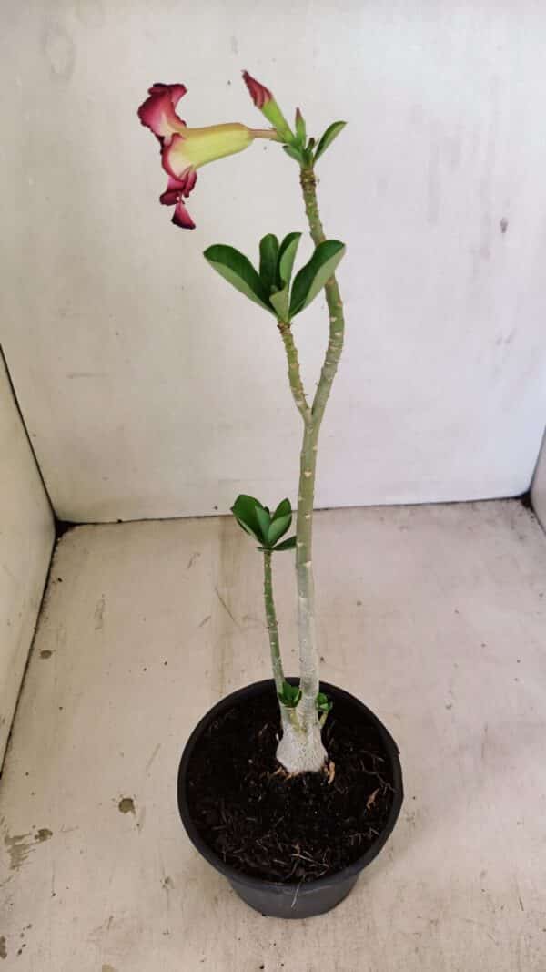 Planta Simples 3249 – 30cm – 02 anos - Imagem 6