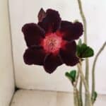 Planta Simples 3250 – 35cm – 03 anos