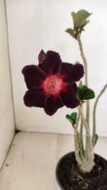 Planta Simples 3250 – 35cm – 03 anos