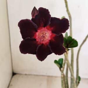 Planta Simples 3250 – 35cm – 03 anos