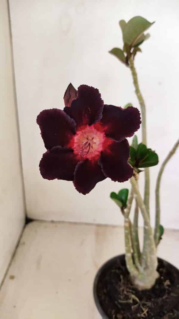 Planta Simples 3250 – 35cm – 03 anos - Imagem 1