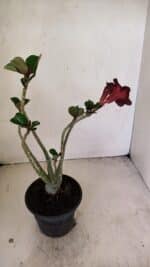 Planta Simples 3250 – 35cm – 03 anos - Imagem 6