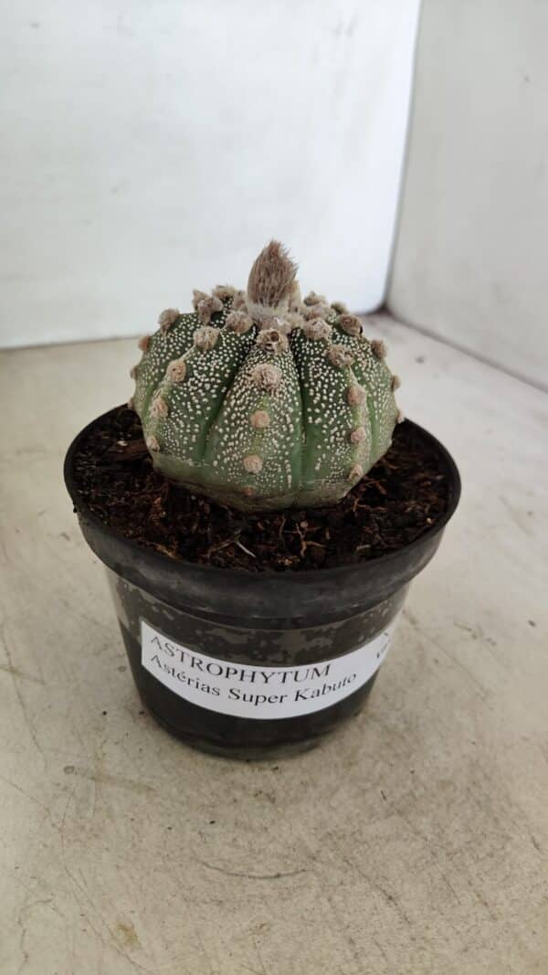 ASTROPHYTUM ASTERIAS SUPER KABUTO  Nº 389 - vaso 11 - Imagem 9