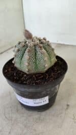 ASTROPHYTUM ASTERIAS SUPER KABUTO  Nº 389 - vaso 11 - Imagem 8