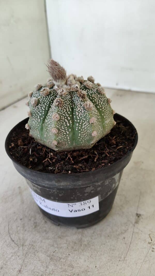 ASTROPHYTUM ASTERIAS SUPER KABUTO  Nº 389 - vaso 11 - Imagem 8
