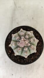 ASTROPHYTUM ASTERIAS SUPER KABUTO  Nº 389 - vaso 11 - Imagem 3