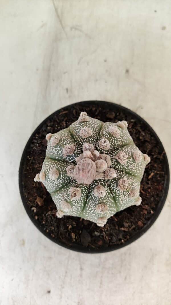 ASTROPHYTUM ASTERIAS SUPER KABUTO  Nº 389 - vaso 11 - Imagem 3