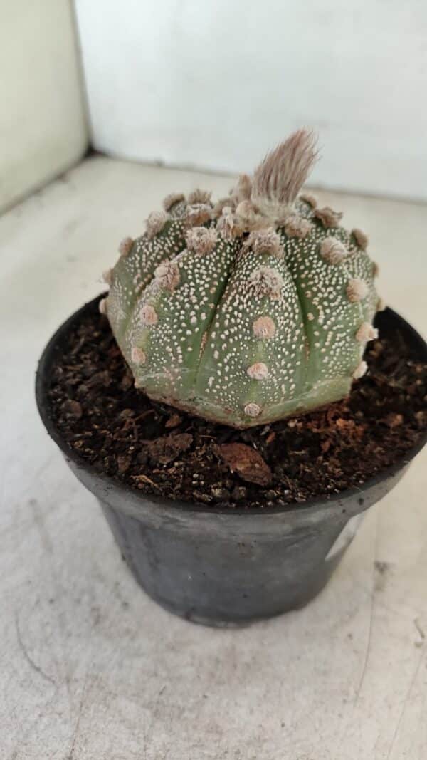 ASTROPHYTUM ASTERIAS SUPER KABUTO  Nº 389 - vaso 11 - Imagem 6