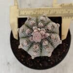 ASTROPHYTUM ASTERIAS SUPER KABUTO  Nº 389 - vaso 11