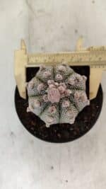 ASTROPHYTUM ASTERIAS SUPER KABUTO  Nº 389 - vaso 11