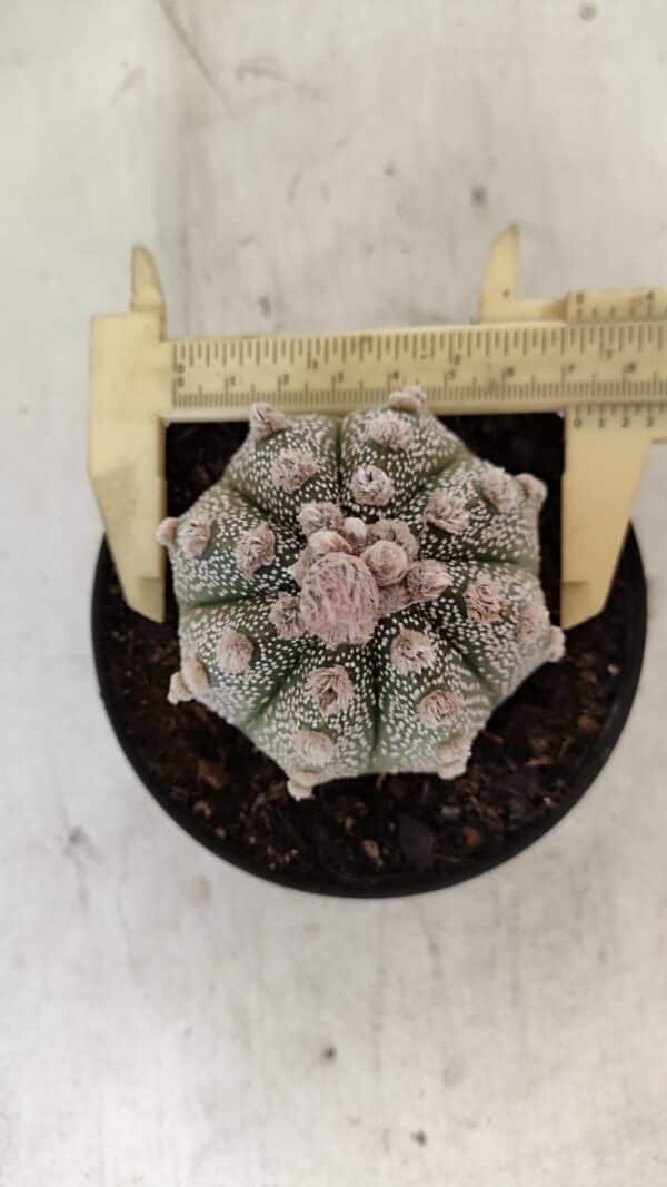 ASTROPHYTUM ASTERIAS SUPER KABUTO  Nº 389 - vaso 11 - Imagem 1