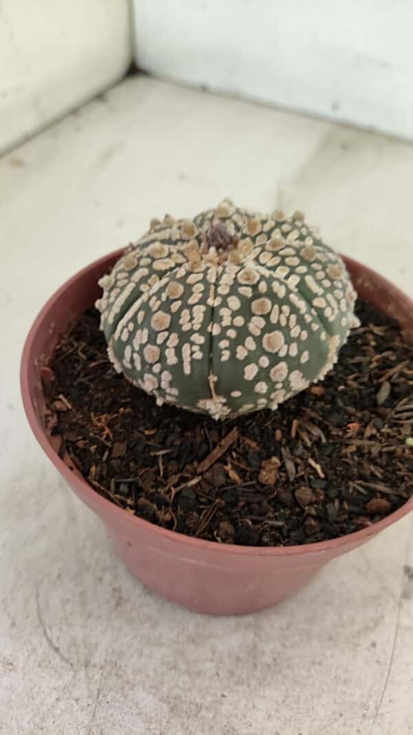 ASTROPHYTUM ASTERIAS SUPER KABUTO  Nº 390 - vaso 11 - Imagem 7