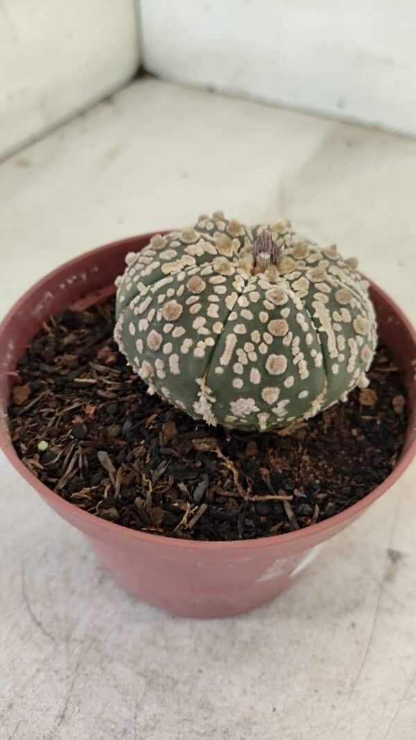 ASTROPHYTUM ASTERIAS SUPER KABUTO  Nº 390 - vaso 11 - Imagem 6
