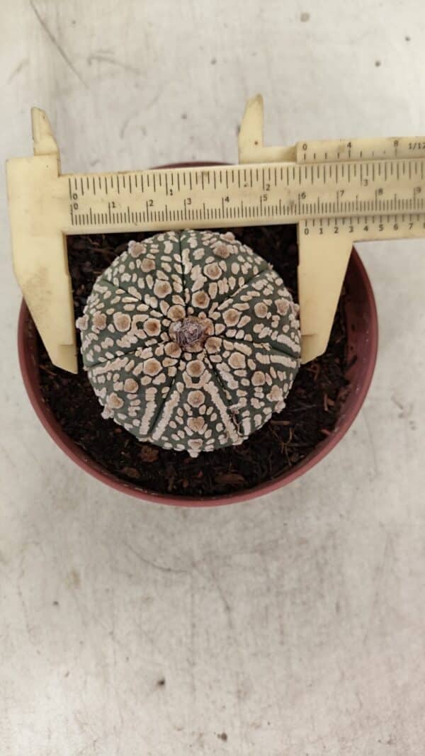 ASTROPHYTUM ASTERIAS SUPER KABUTO  Nº 390 - vaso 11 - Imagem 1