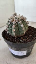 ASTROPHYTUM ASTERIAS SUPER KABUTO  Nº 391 - vaso 11 - Imagem 8