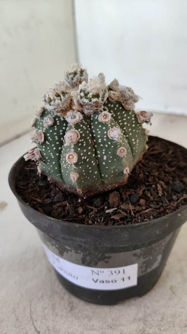 ASTROPHYTUM ASTERIAS SUPER KABUTO  Nº 391 - vaso 11 - Imagem 8