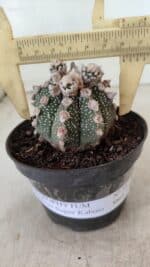 ASTROPHYTUM ASTERIAS SUPER KABUTO  Nº 391 - vaso 11