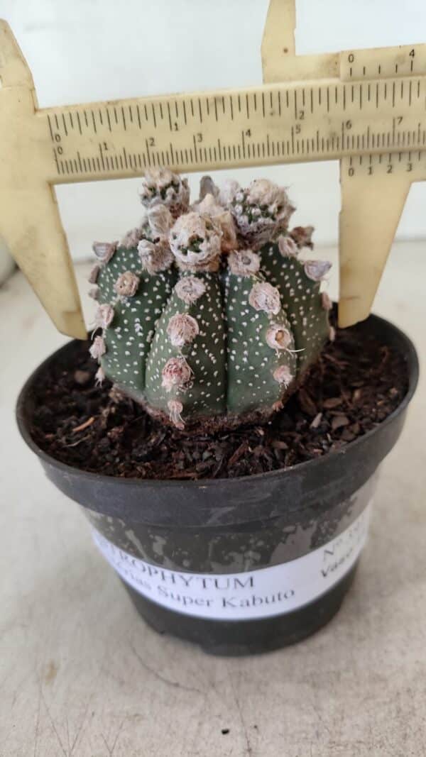 ASTROPHYTUM ASTERIAS SUPER KABUTO  Nº 391 - vaso 11 - Imagem 1