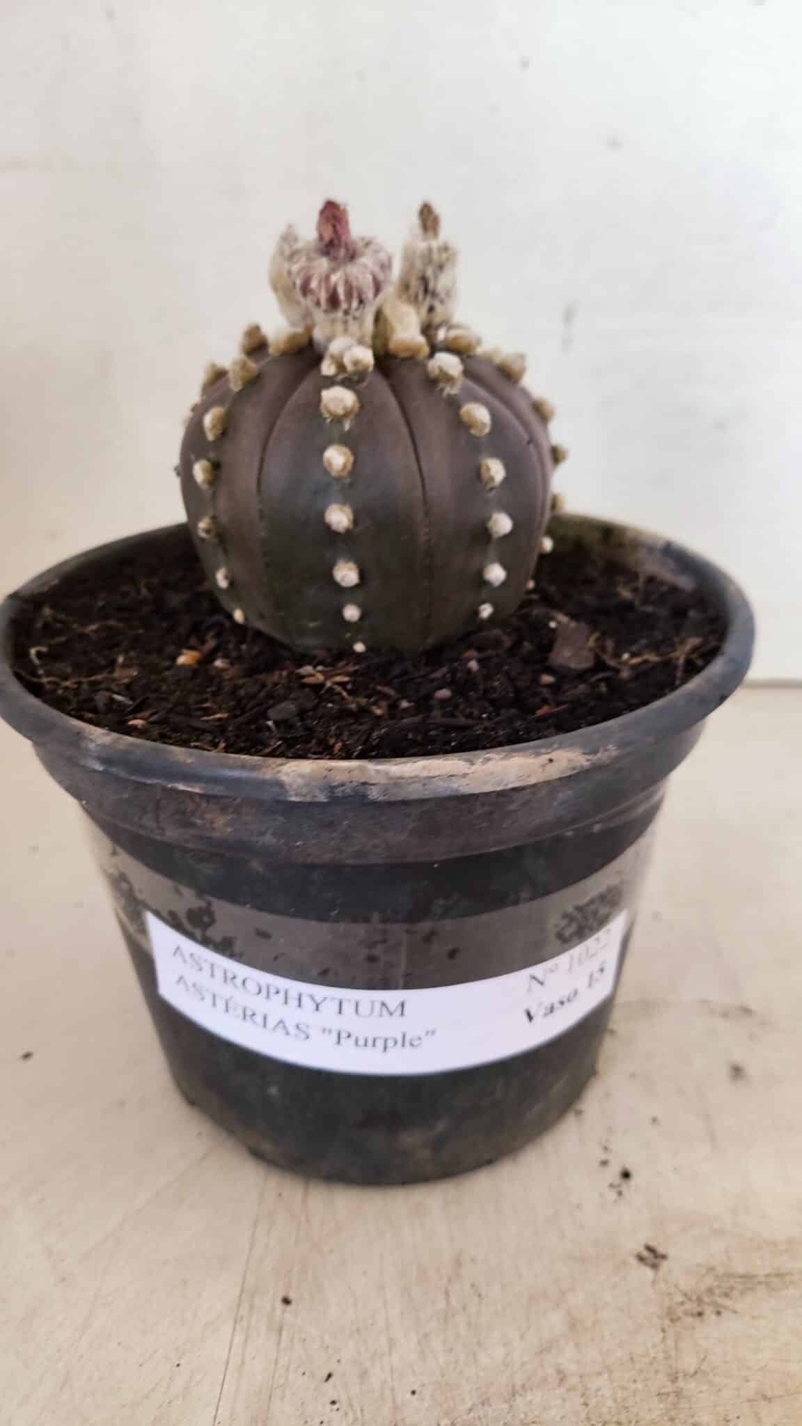 ASTERIAS PURPLE 1022 (1) ASTROPHYTUM ASTERIAS “Purple”  Nº 1022 – vaso 15 - Imagem 2