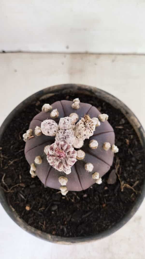 ASTROPHYTUM ASTERIAS “Purple”  Nº 1022 – vaso 15 - Imagem 3