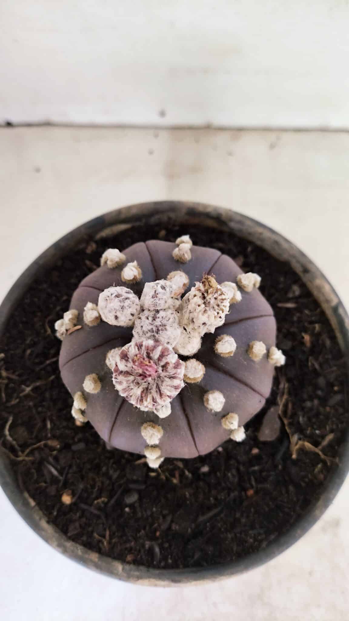 ASTERIAS PURPLE 1022 (2) ASTROPHYTUM ASTERIAS “Purple”  Nº 1022 – vaso 15 - Imagem 3