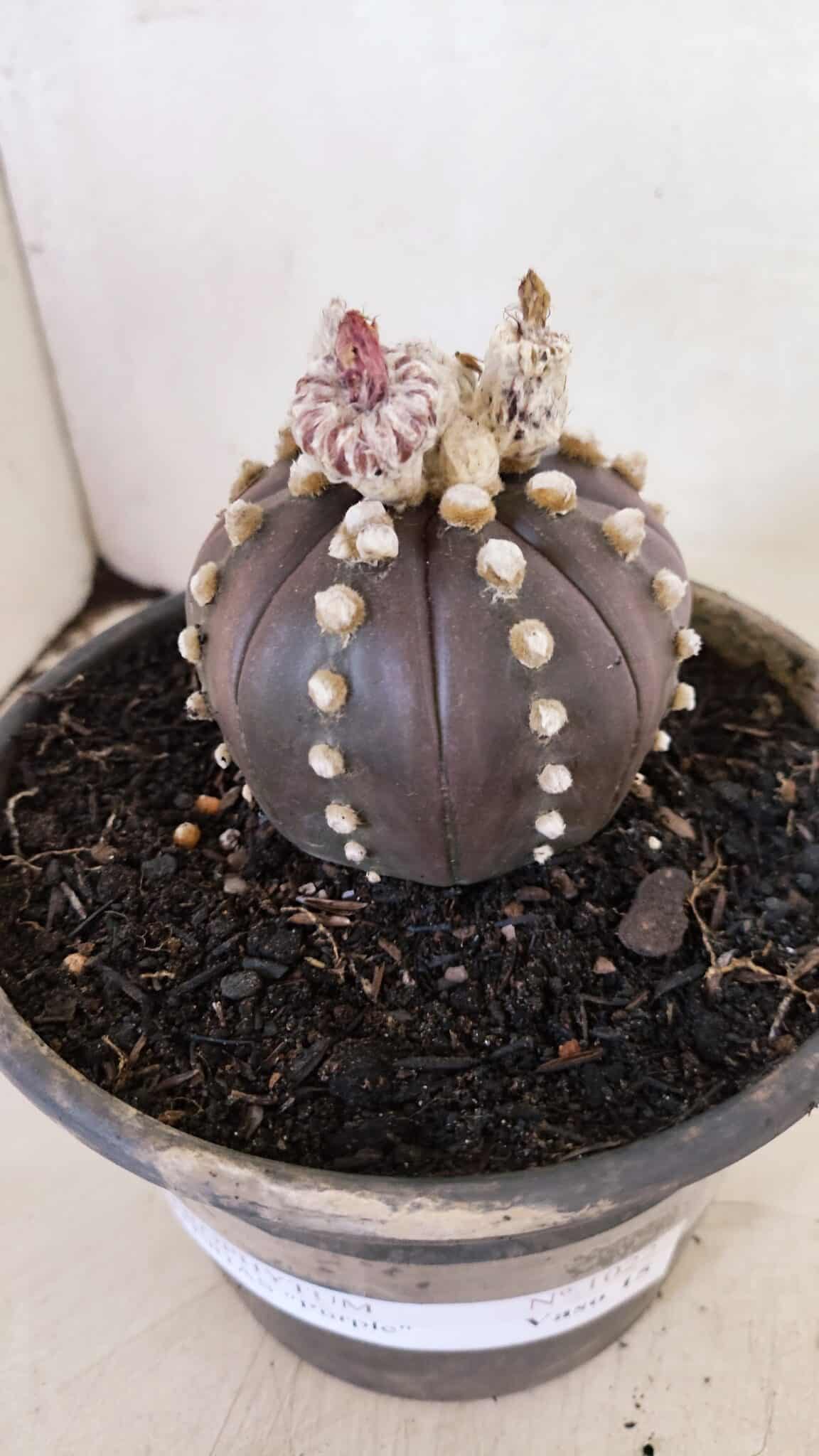 ASTERIAS PURPLE 1022 (3) ASTROPHYTUM ASTERIAS “Purple”  Nº 1022 – vaso 15 - Imagem 10