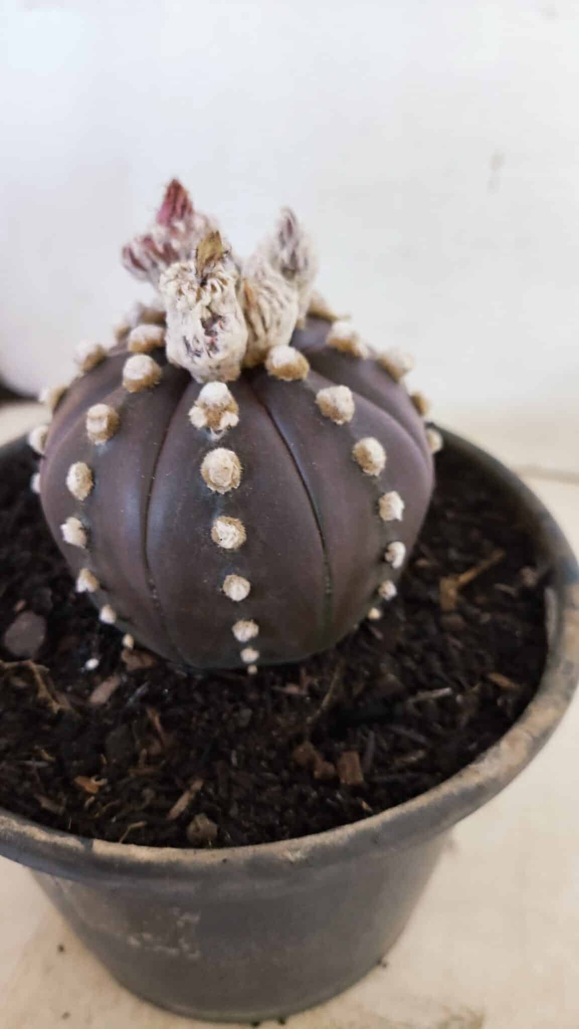 ASTERIAS PURPLE 1022 (4) ASTROPHYTUM ASTERIAS “Purple”  Nº 1022 – vaso 15 - Imagem 9