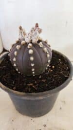 ASTROPHYTUM ASTERIAS “Purple”  Nº 1022 – vaso 15 - Imagem 8