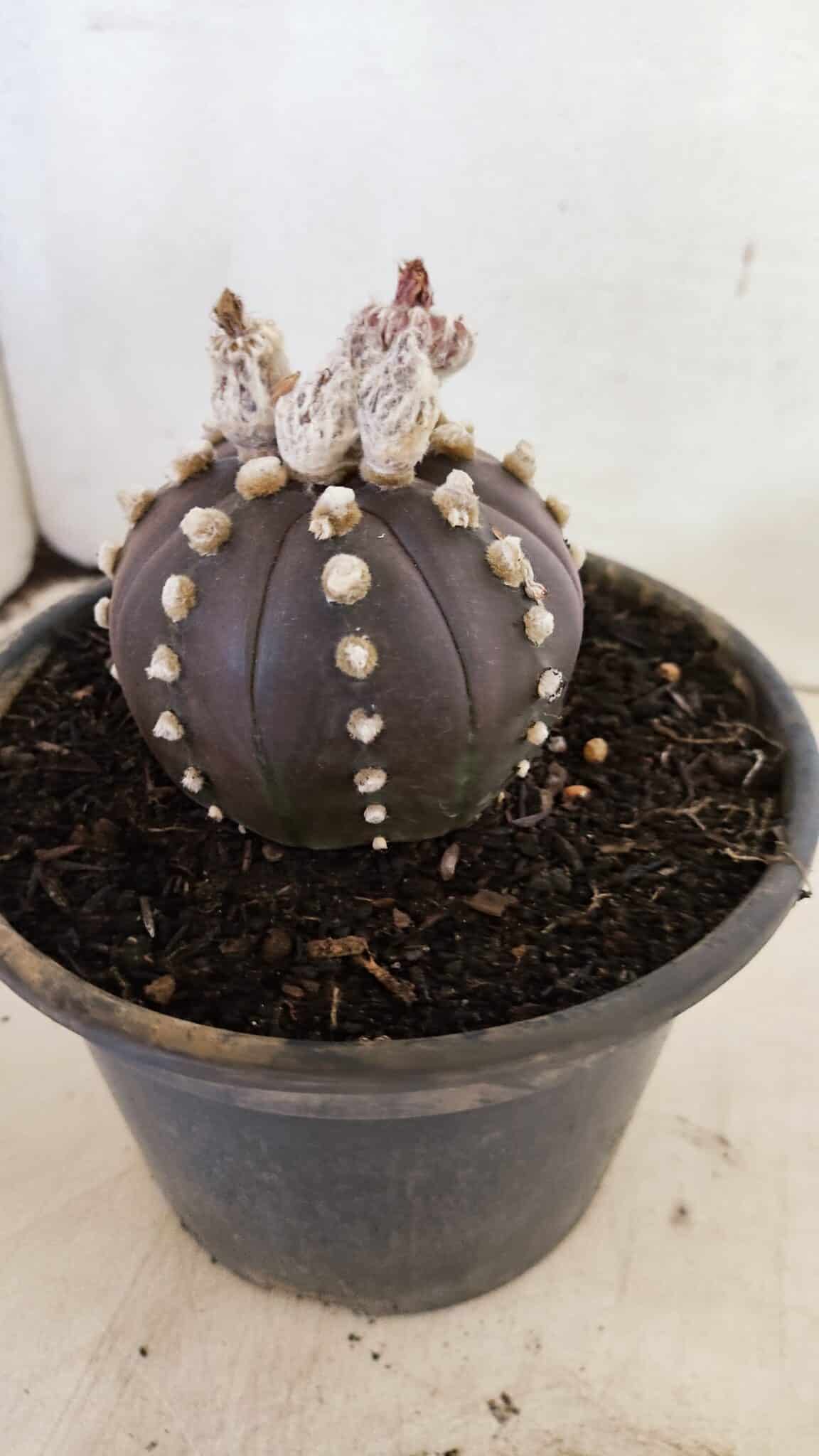 ASTERIAS PURPLE 1022 (5) ASTROPHYTUM ASTERIAS “Purple”  Nº 1022 – vaso 15 - Imagem 8