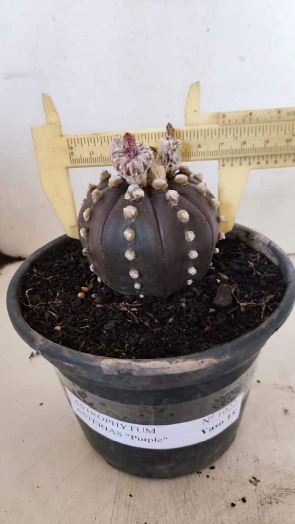 ASTROPHYTUM ASTERIAS “Purple”  Nº 1022 – vaso 15 - Imagem 1