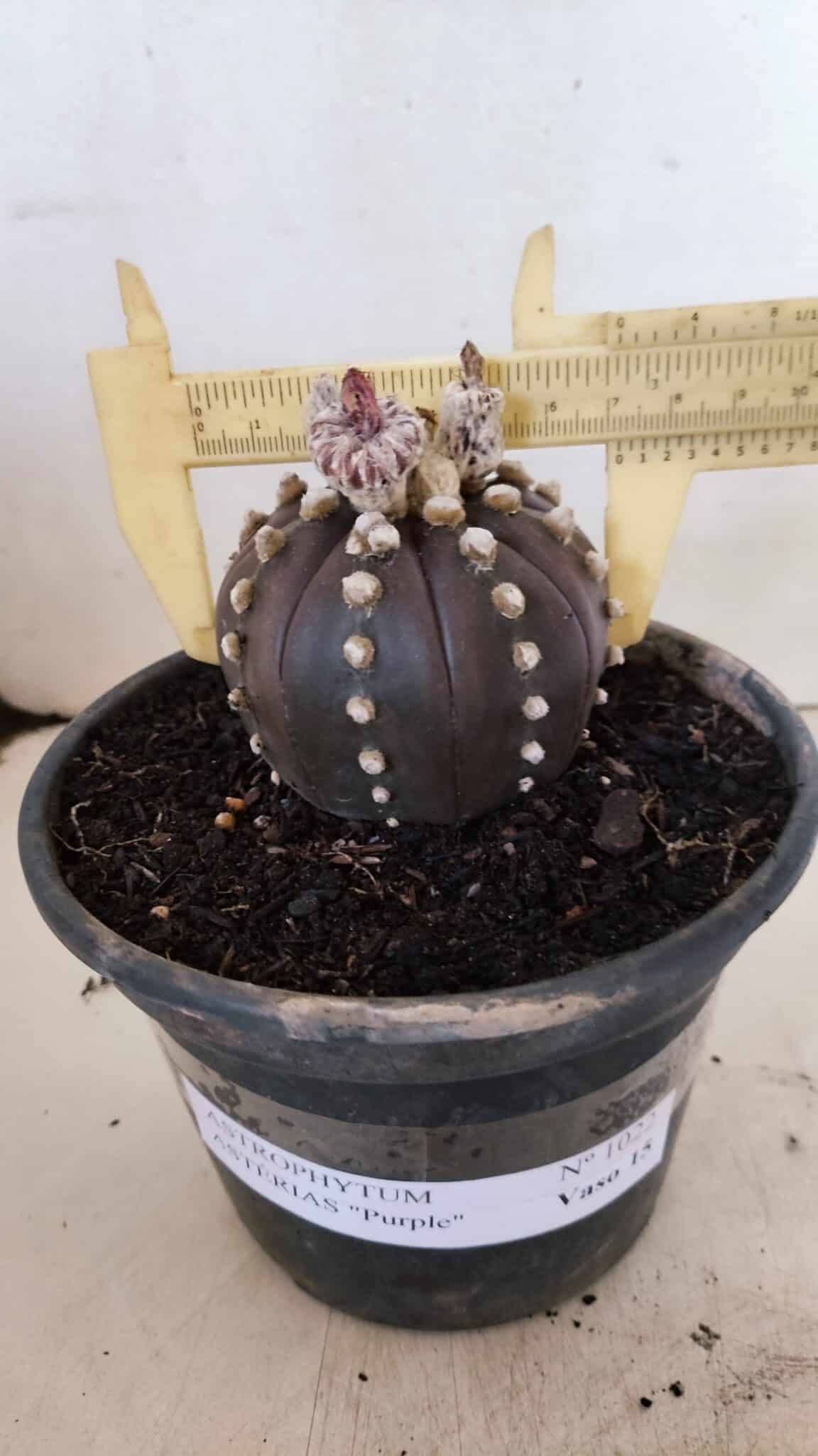 ASTERIAS PURPLE 1022 (7) ASTROPHYTUM ASTERIAS “Purple”  Nº 1022 – vaso 15 - Imagem 1