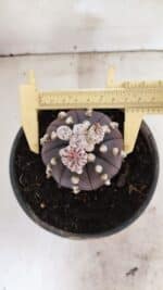 ASTROPHYTUM ASTERIAS “Purple”  Nº 1022 – vaso 15 - Imagem 5