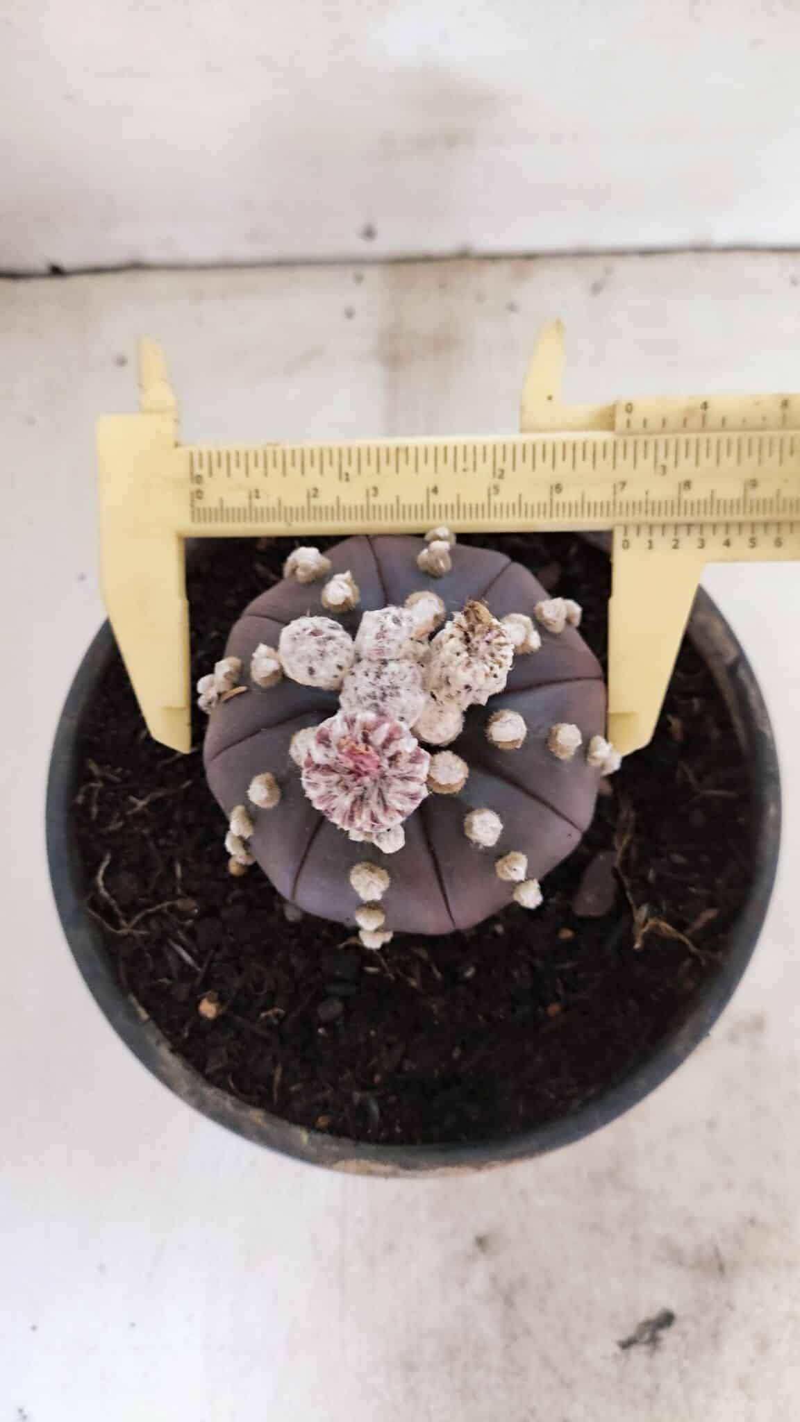 ASTERIAS PURPLE 1022 (8) ASTROPHYTUM ASTERIAS “Purple”  Nº 1022 – vaso 15 - Imagem 5