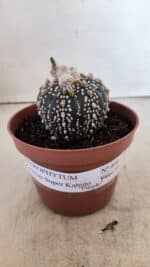 ASTROPHYTUM ASTERIAS SUPER KABUTO "PURPLE" Nº 400 – vaso 11 - Imagem 2