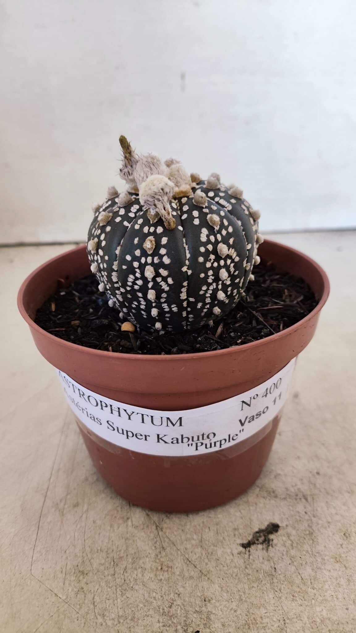 ASTERIAS SUPER KABUTO PURPLE 400 (1) ASTROPHYTUM ASTERIAS SUPER KABUTO "PURPLE" Nº 400 – vaso 11 - Imagem 2
