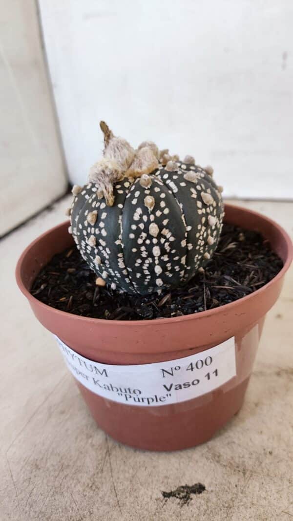 ASTROPHYTUM ASTERIAS SUPER KABUTO "PURPLE" Nº 400 – vaso 11 - Imagem 9