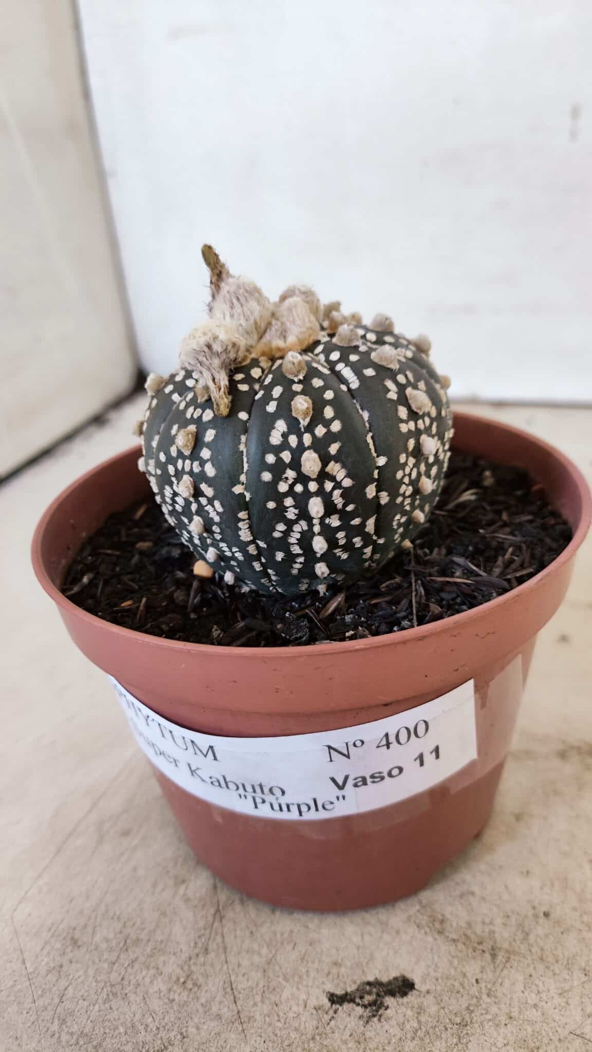 ASTERIAS SUPER KABUTO PURPLE 400 (2) ASTROPHYTUM ASTERIAS SUPER KABUTO "PURPLE" Nº 400 – vaso 11 - Imagem 9