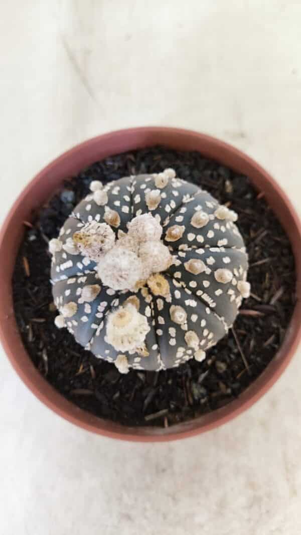 ASTROPHYTUM ASTERIAS SUPER KABUTO "PURPLE" Nº 400 – vaso 11 - Imagem 3