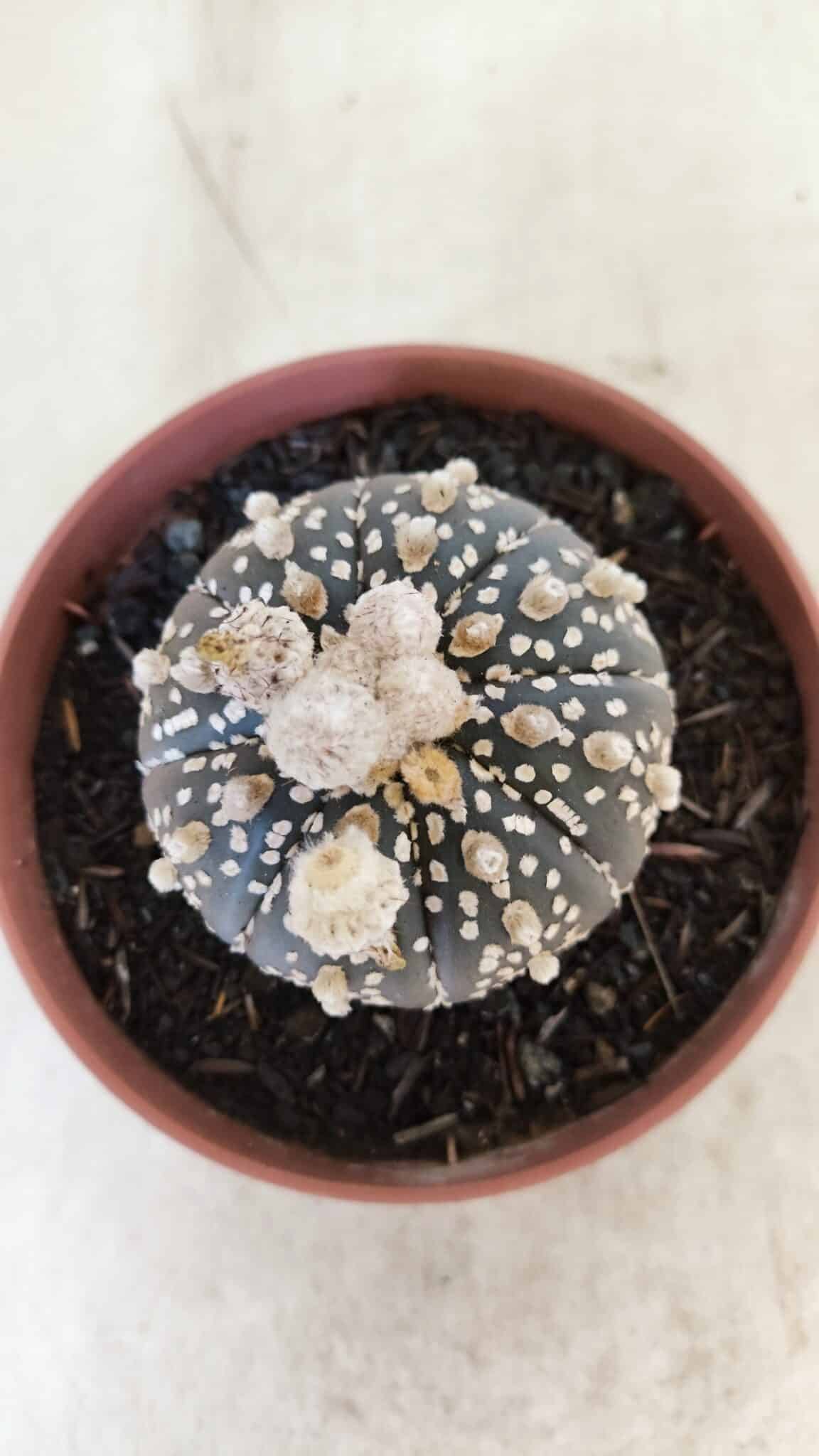 ASTERIAS SUPER KABUTO PURPLE 400 (3) ASTROPHYTUM ASTERIAS SUPER KABUTO "PURPLE" Nº 400 – vaso 11 - Imagem 3