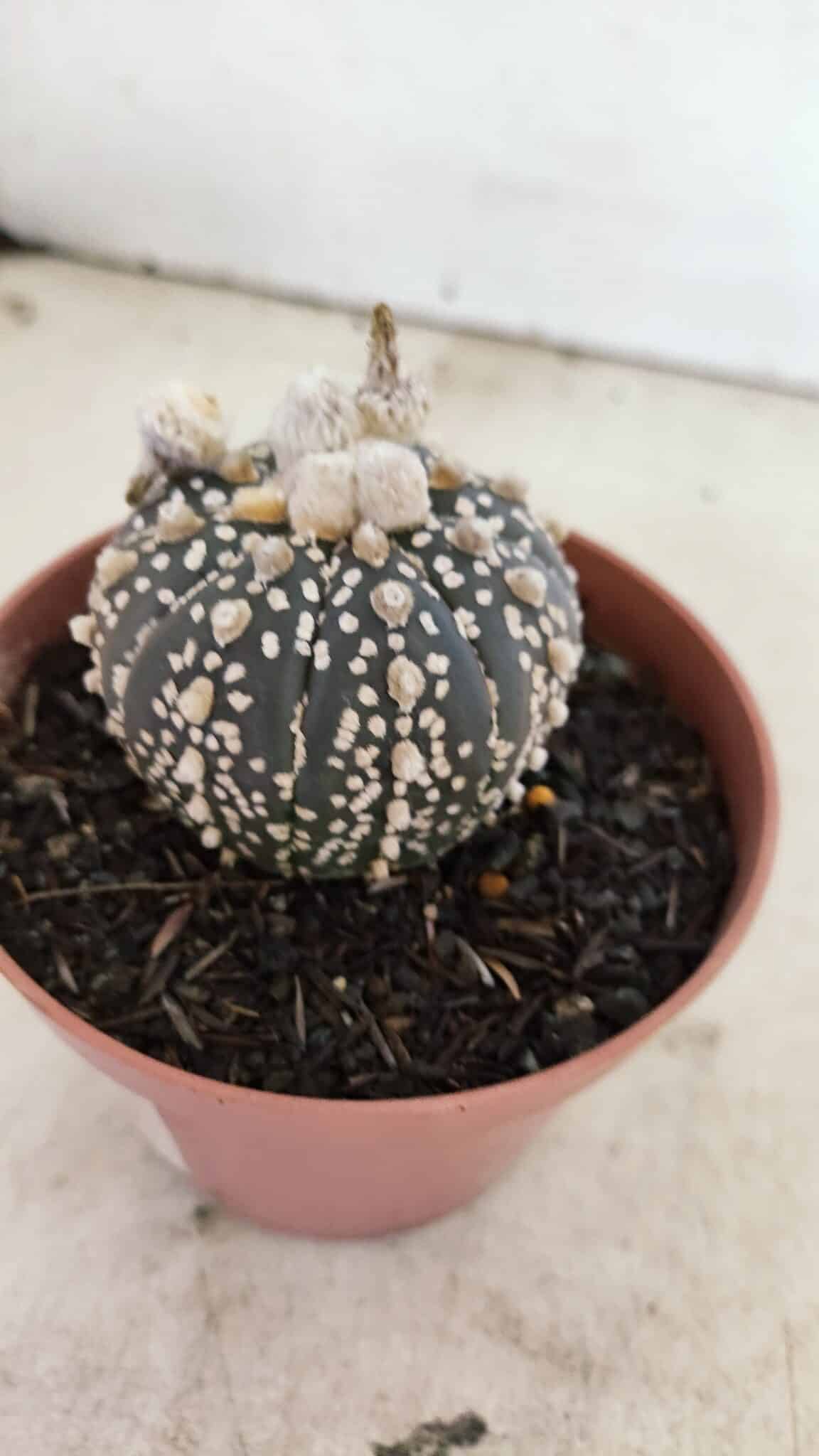 ASTERIAS SUPER KABUTO PURPLE 400 (4) ASTROPHYTUM ASTERIAS SUPER KABUTO "PURPLE" Nº 400 – vaso 11 - Imagem 8