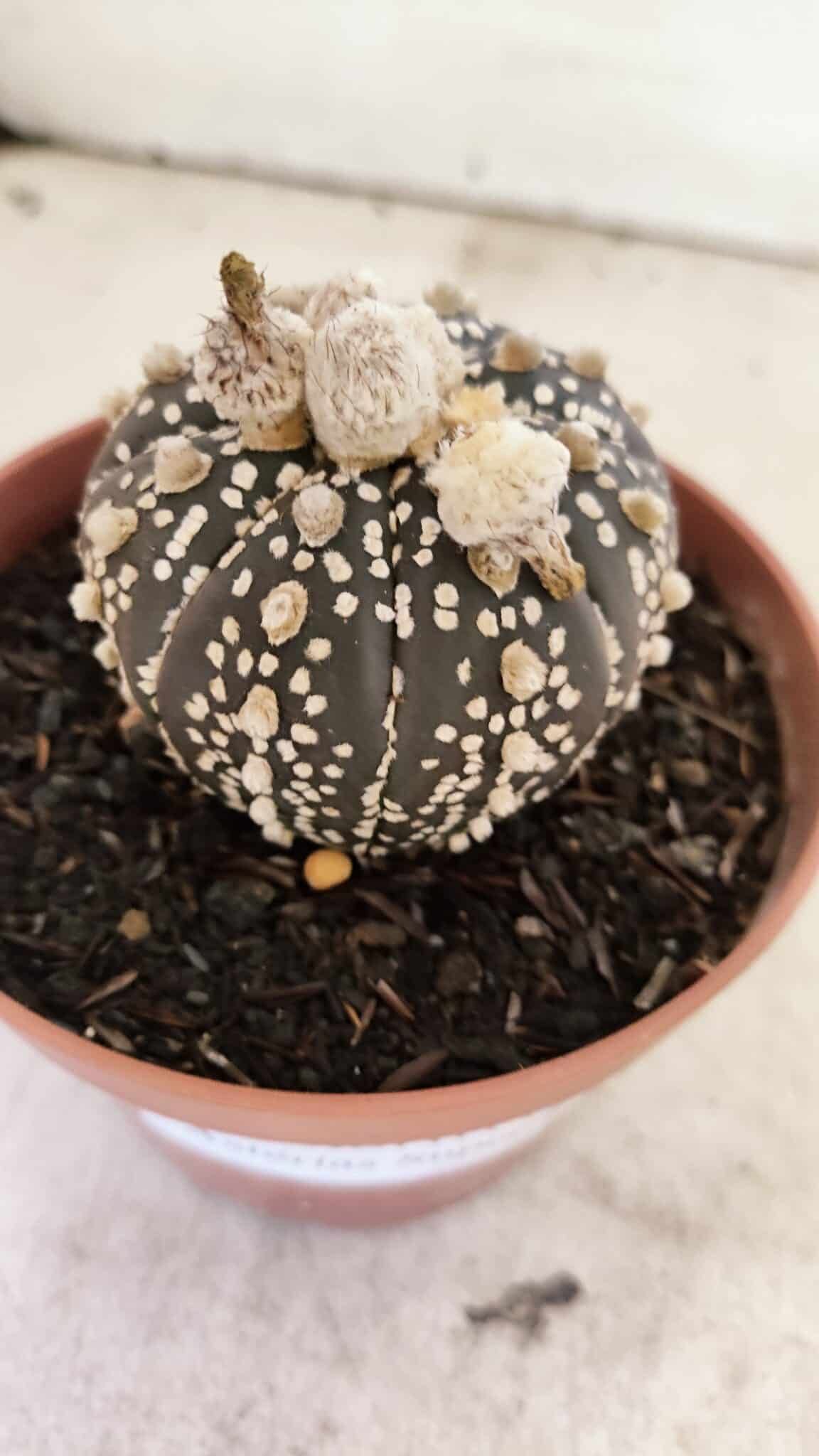 ASTERIAS SUPER KABUTO PURPLE 400 (6) ASTROPHYTUM ASTERIAS SUPER KABUTO "PURPLE" Nº 400 – vaso 11 - Imagem 6