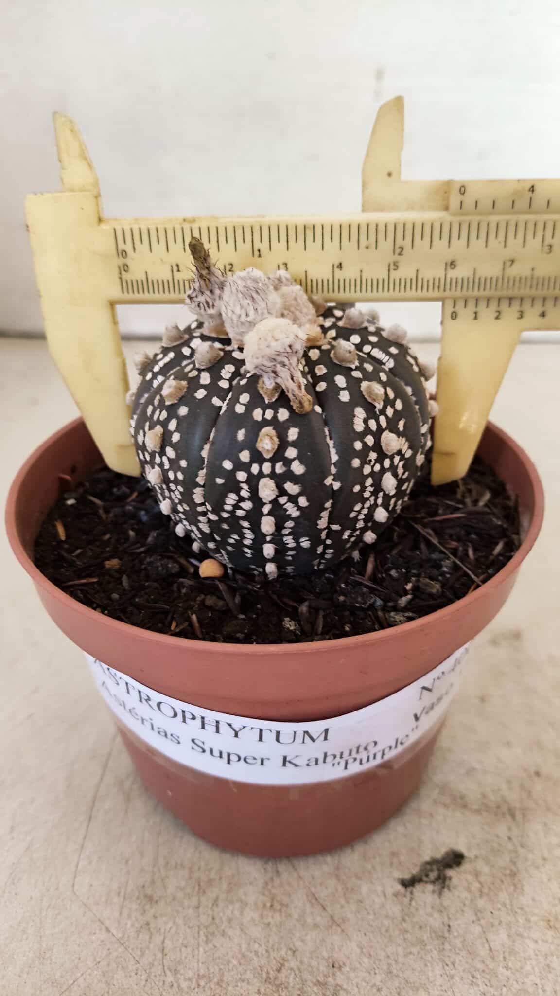 ASTERIAS SUPER KABUTO PURPLE 400 (7) ASTROPHYTUM ASTERIAS SUPER KABUTO "PURPLE" Nº 400 – vaso 11 - Imagem 1
