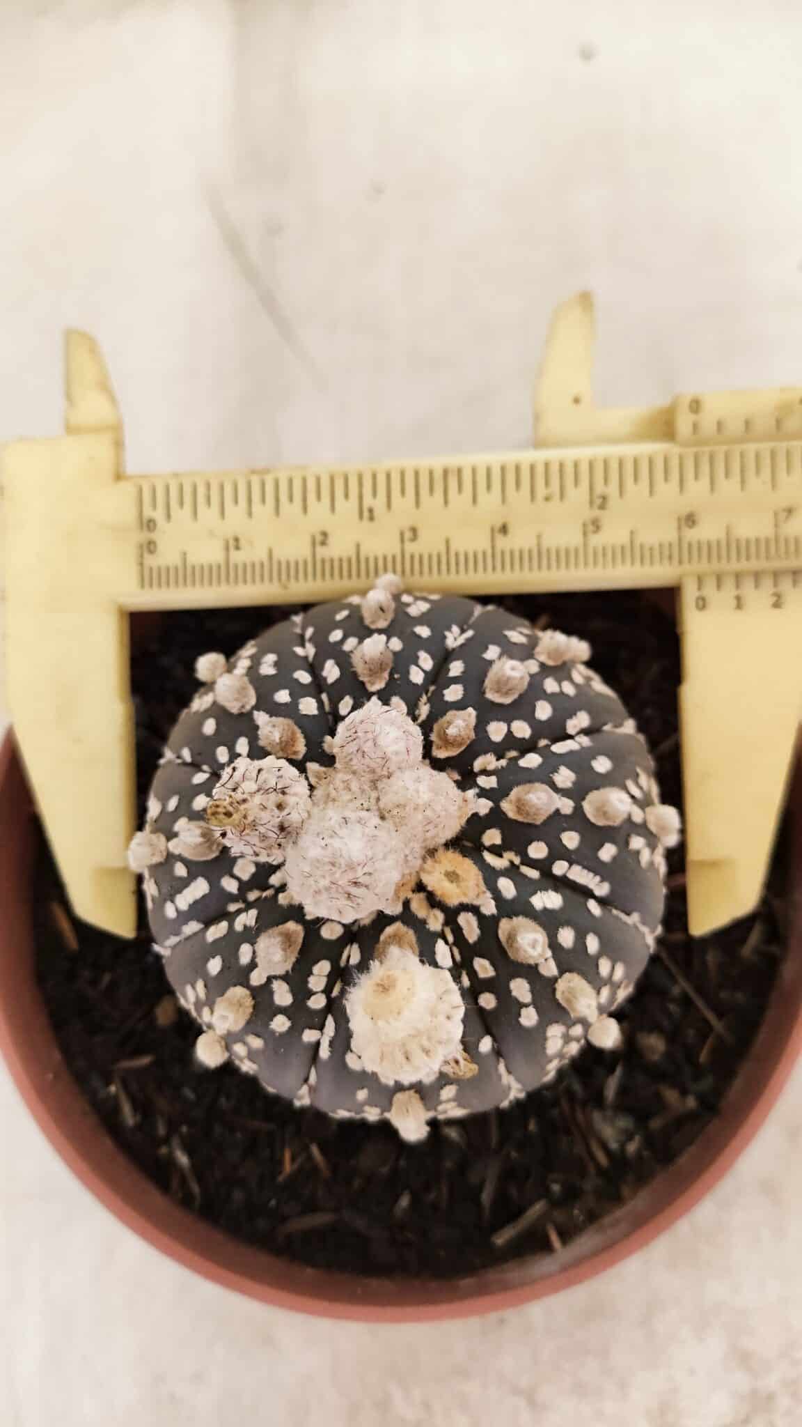 ASTERIAS SUPER KABUTO PURPLE 400 (8) ASTROPHYTUM ASTERIAS SUPER KABUTO "PURPLE" Nº 400 – vaso 11 - Imagem 5