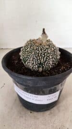 ASTROPHYTUM ASTERIAS SUPER KABUTO  Nº 410 - vaso 15