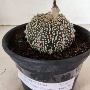 ASTROPHYTUM ASTERIAS SUPER KABUTO  Nº 410 - vaso 15