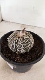ASTROPHYTUM ASTERIAS SUPER KABUTO  Nº 410 - vaso 15 - Imagem 7