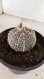 ASTROPHYTUM ASTERIAS SUPER KABUTO  Nº 410 - vaso 15 - Imagem 5
