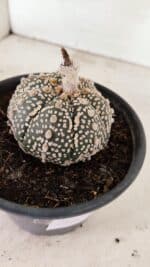 ASTROPHYTUM ASTERIAS SUPER KABUTO  Nº 410 - vaso 15 - Imagem 4